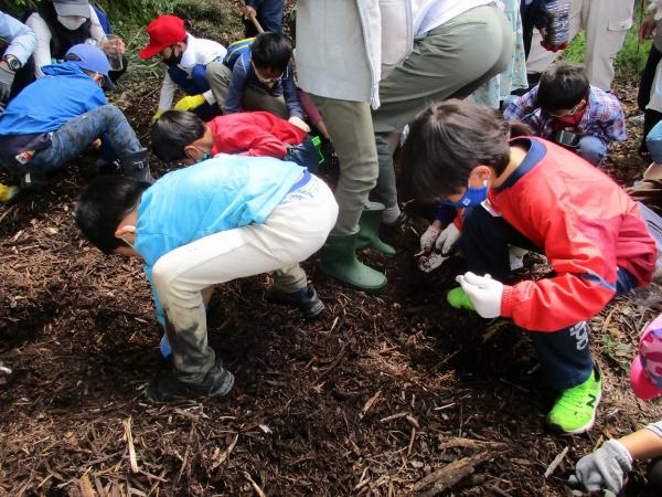 カブトムシの幼虫探し