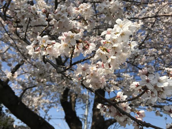 桜