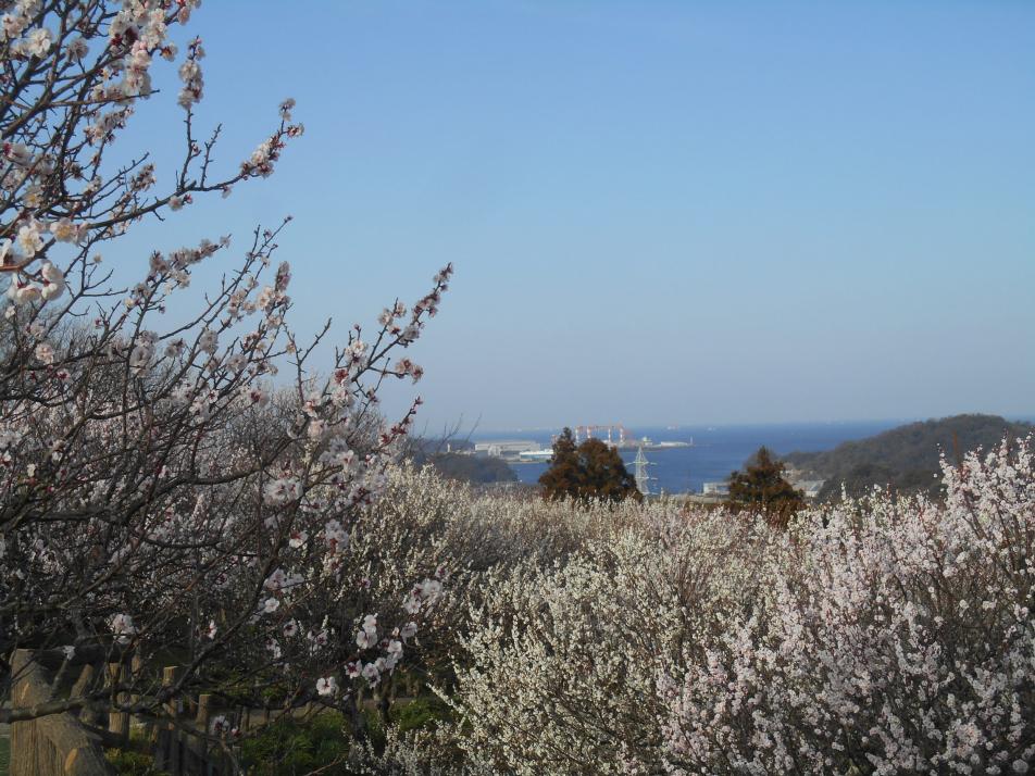 田浦梅の里開花情報写真