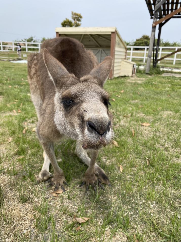 ソレイユの丘カンガルー