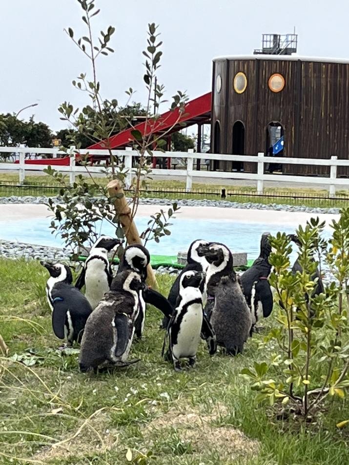 ソレイユの丘ペンギン