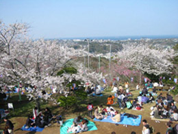 衣笠山公園の写真