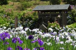 しょうぶ園の花しょうぶ