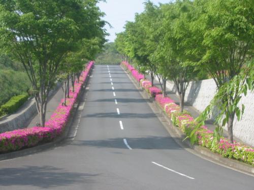 沿道につつじが咲く園内道路