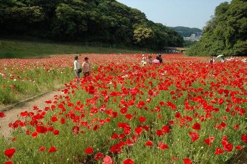 くりはま花の国（ポピー）