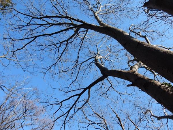 1月冬を越す樹木