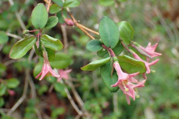 ウグイスカグラ