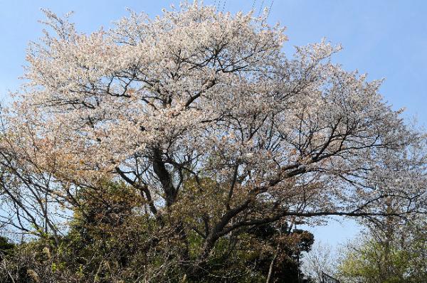山桜