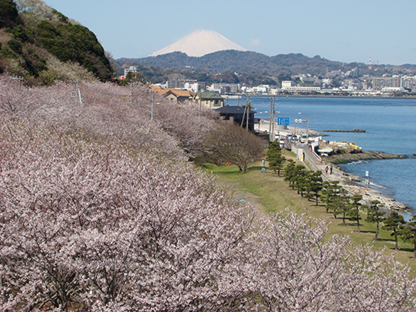 桜と富士山の写真