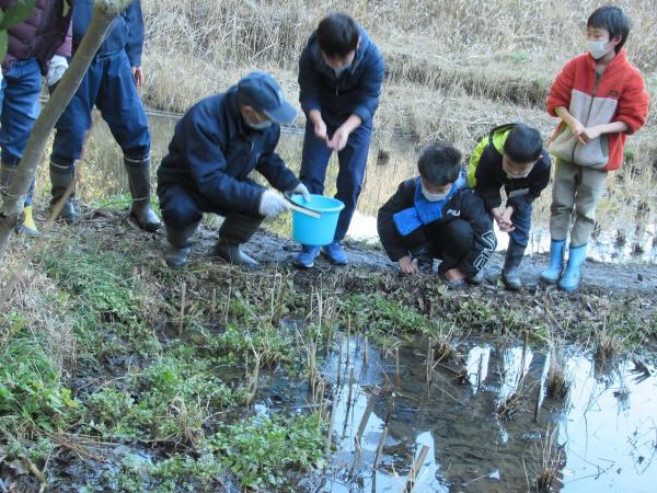 アカガエルの卵数調べその2