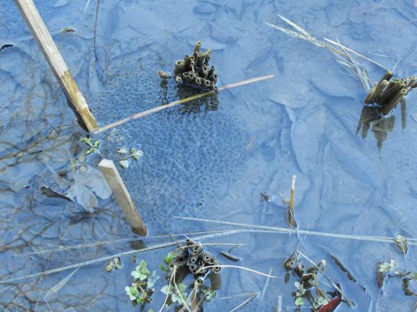 アカガエル卵調べ