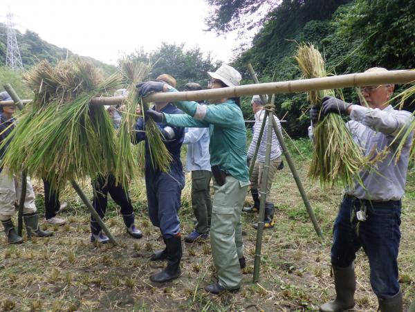 稲刈り（稲架掛け）
