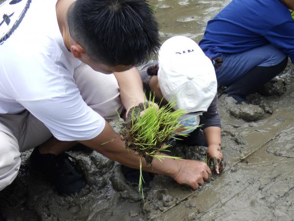 田植え