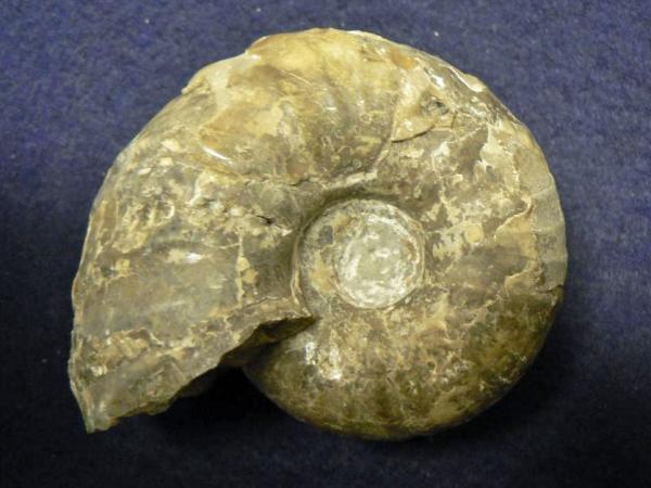 fossil