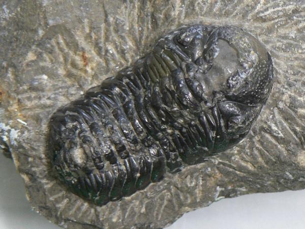fossil