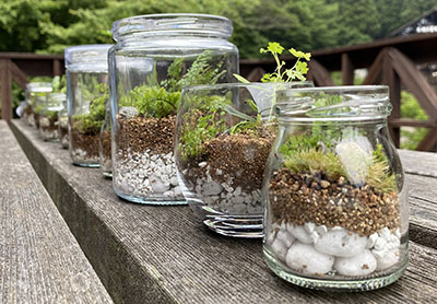terrarium