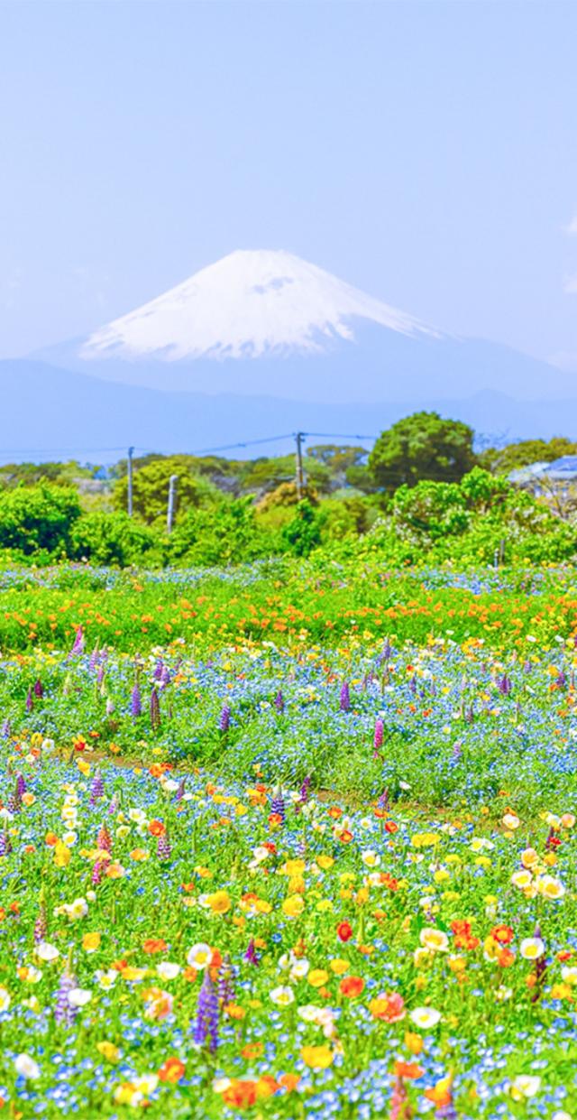 20260410_YOKOSUKAプラス_縦