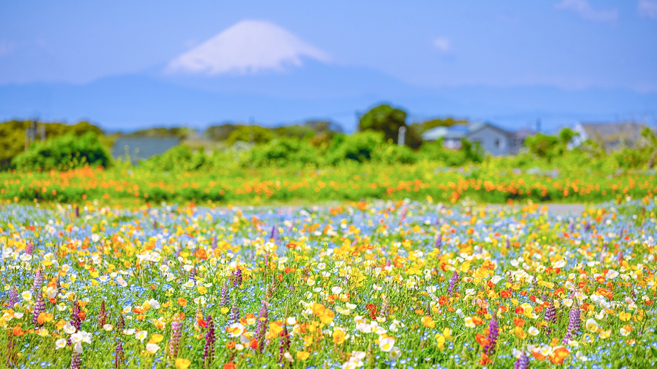 20260410_YOKOSUKAプラス_横